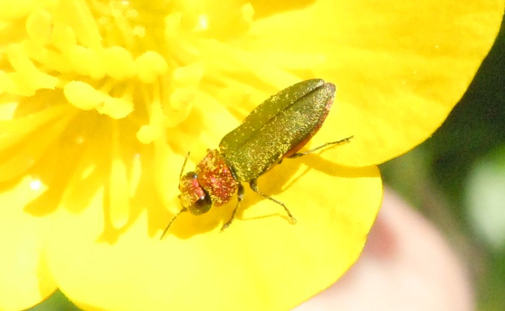 Anthaxia nitidula femmina